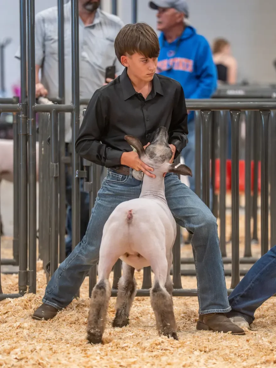 Stampede highlight 11