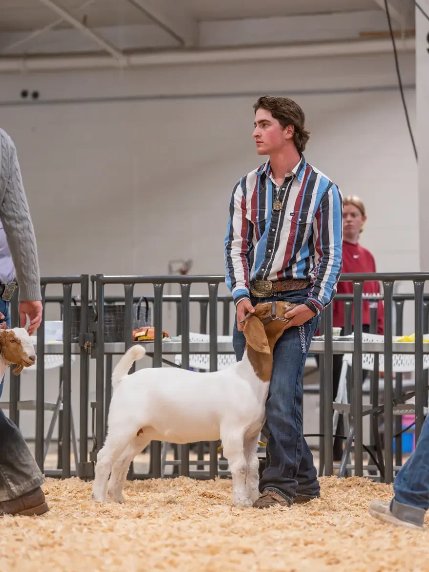 Stampede highlight 20