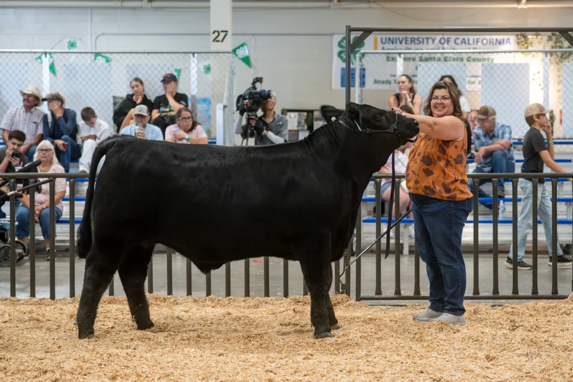 A black steer stands with its handler in the show ring.
