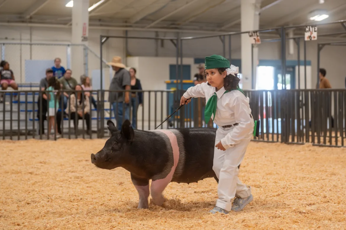 A 4-H exhibitor drives a belted hog around the show ring.