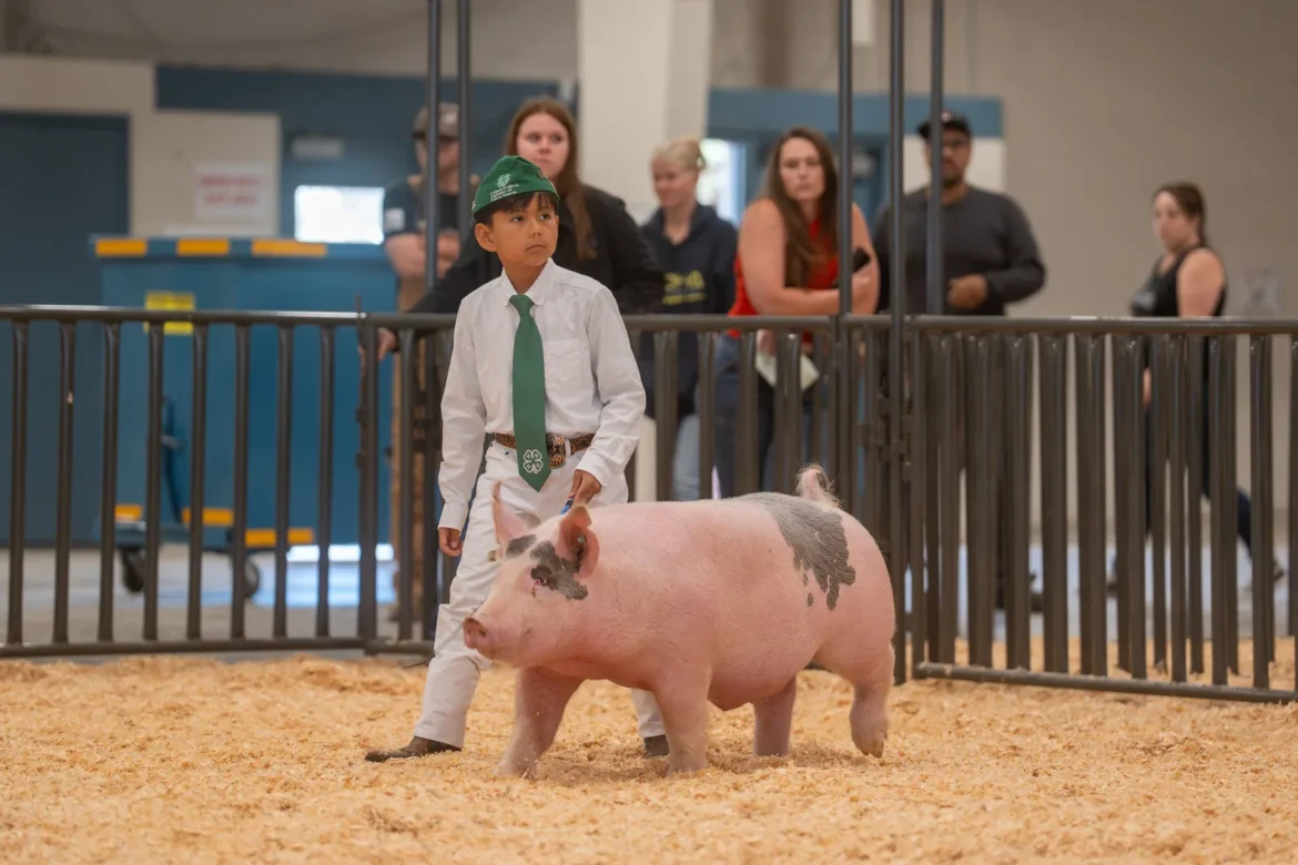 A young 4-H exhibitor guides a spotted market hog past the rail.