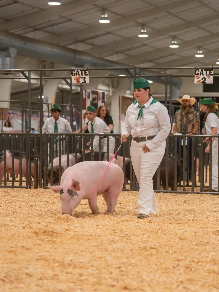 A 4-H exhibitor keeps a pink market hog moving in front of the judge.