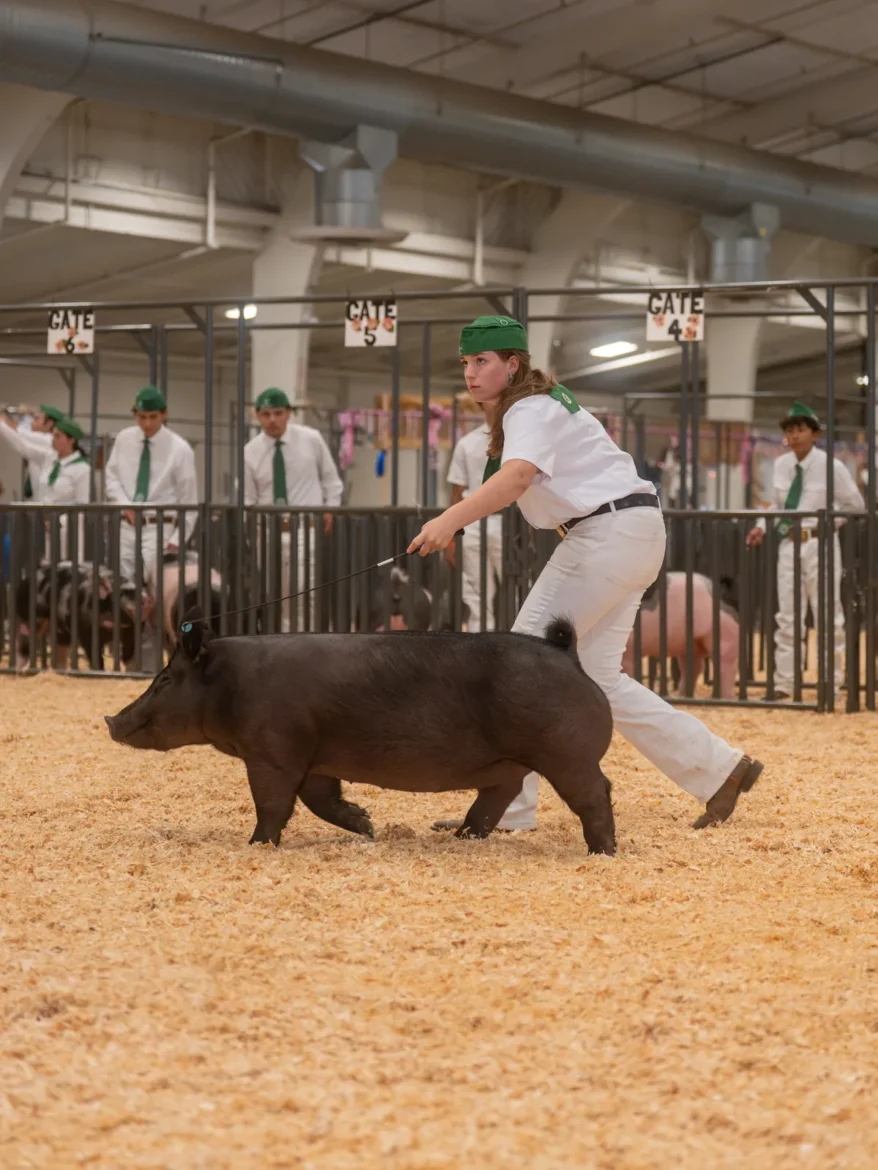 A 4-H exhibitor walks a black market hog across the shavings.