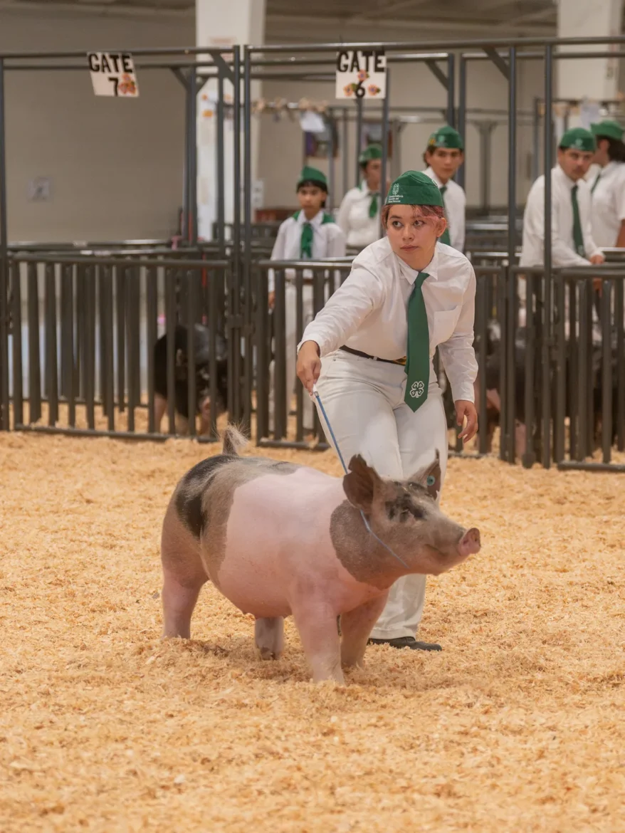 A 4-H exhibitor drives a spotted hog while other showmen wait their turn.