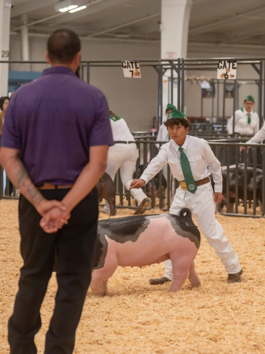 The judge watches a 4-H exhibitor set up a market hog in the ring.