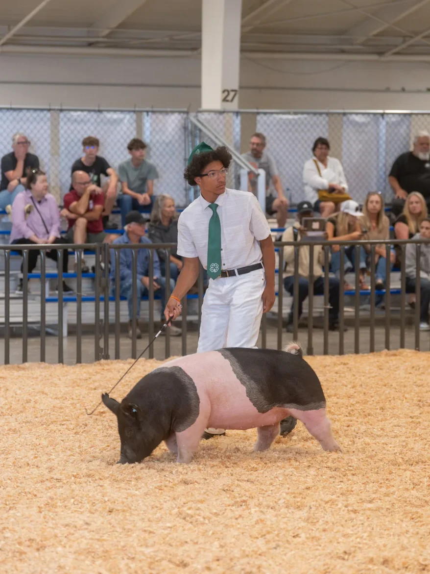 A 4-H exhibitor shows a belted hog in front of a full set of bleachers.