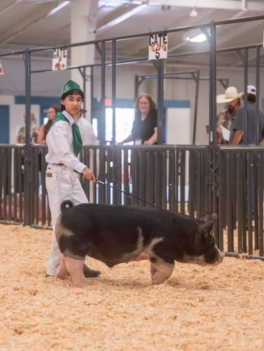 A 4-H exhibitor steers a black market hog toward the gate.