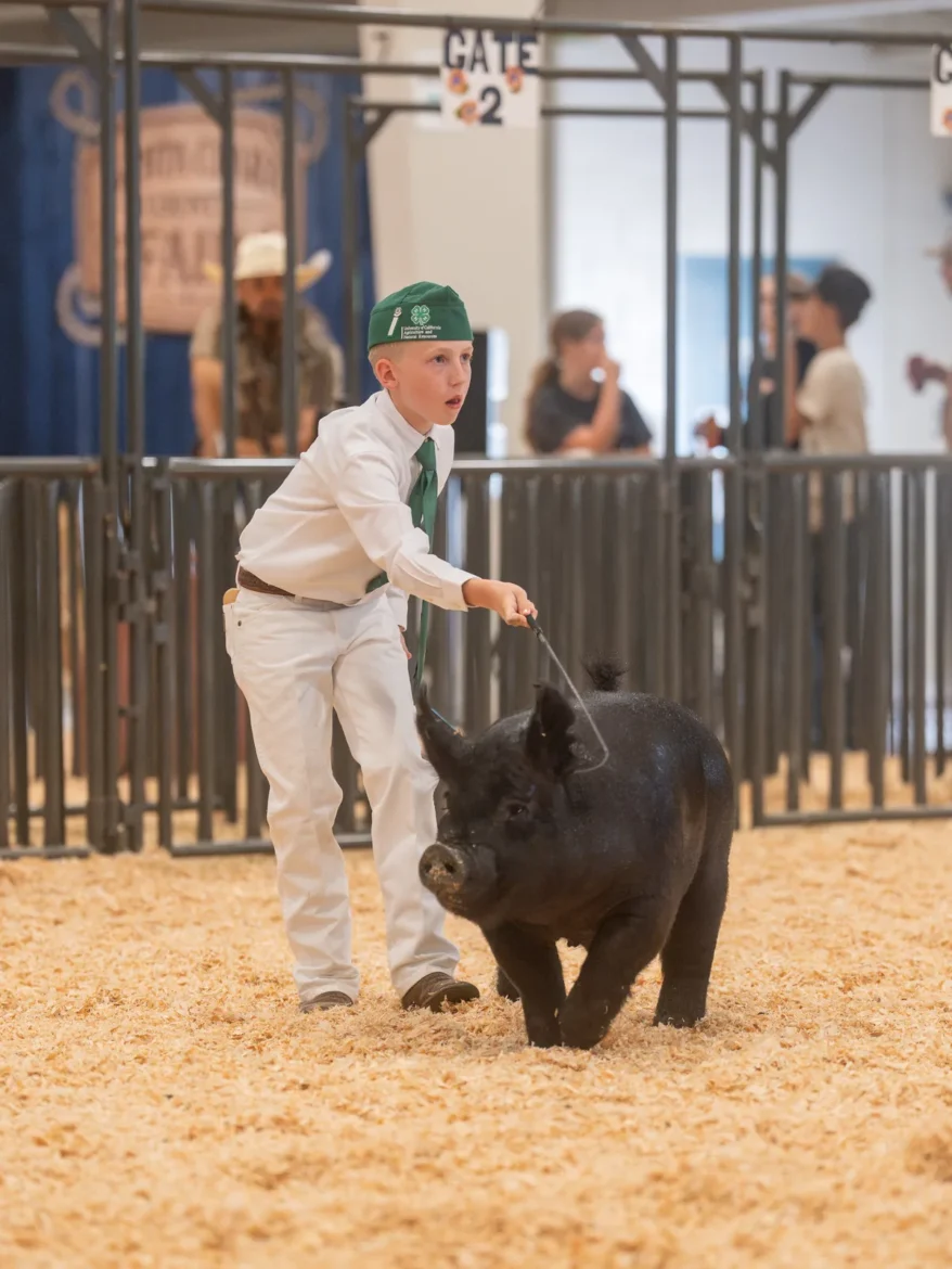 A young 4-H exhibitor turns a black hog with the show cane.