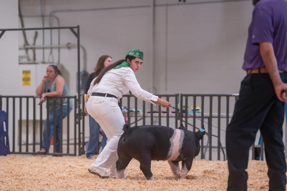 A 4-H exhibitor drives a belted hog past the judge.