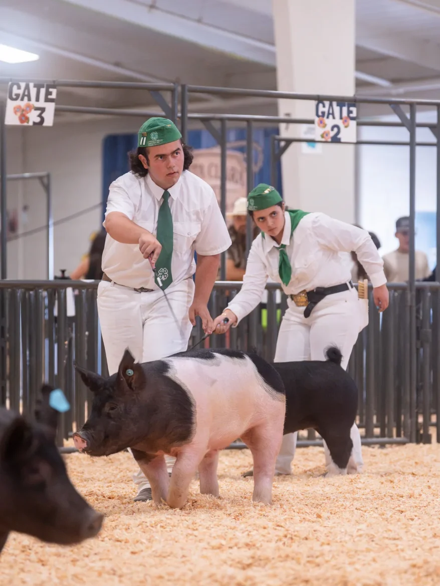 Two 4-H exhibitors work their hogs in the same corner of the ring.