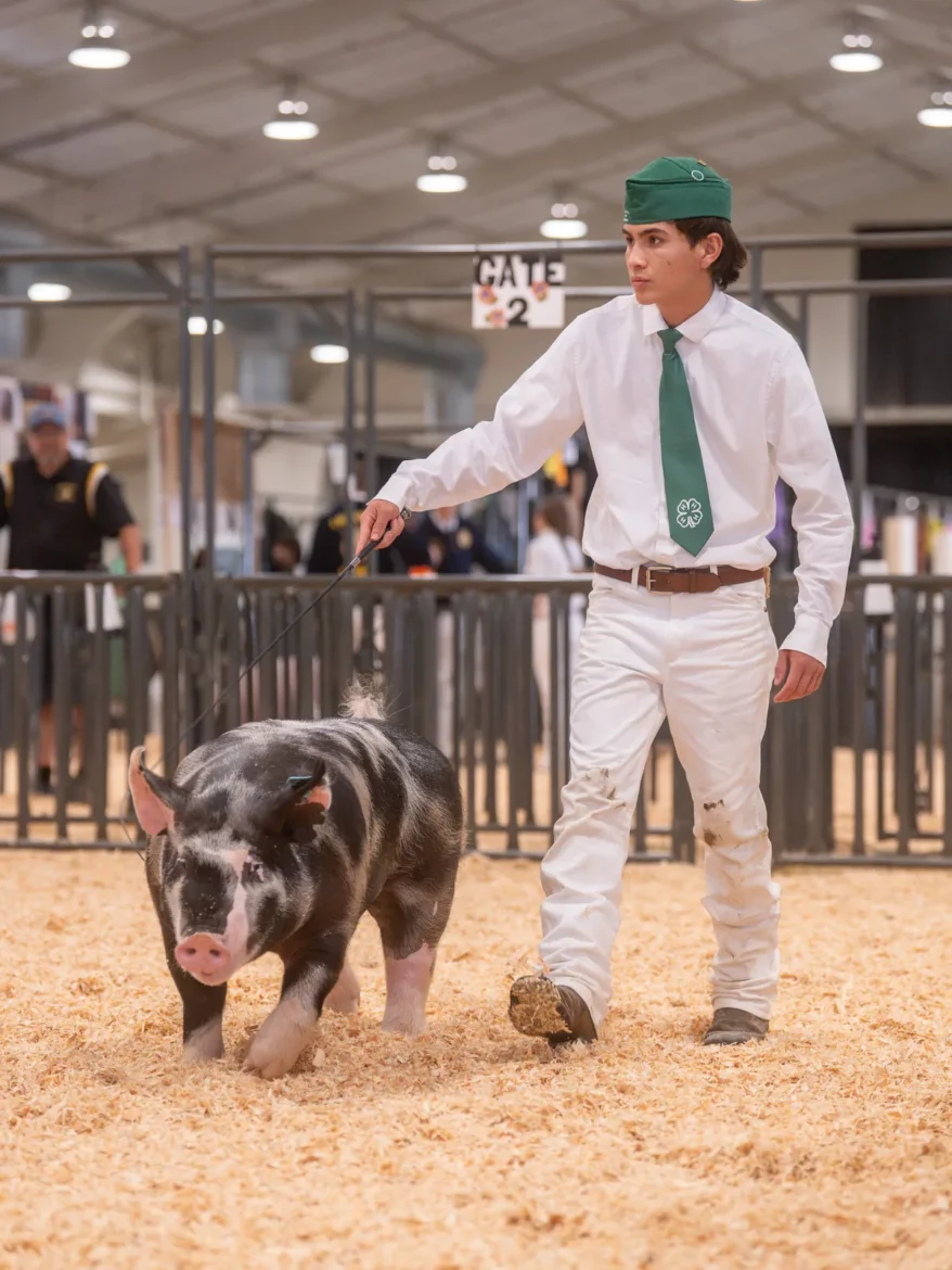 A 4-H exhibitor drives a spotted hog across the ring.