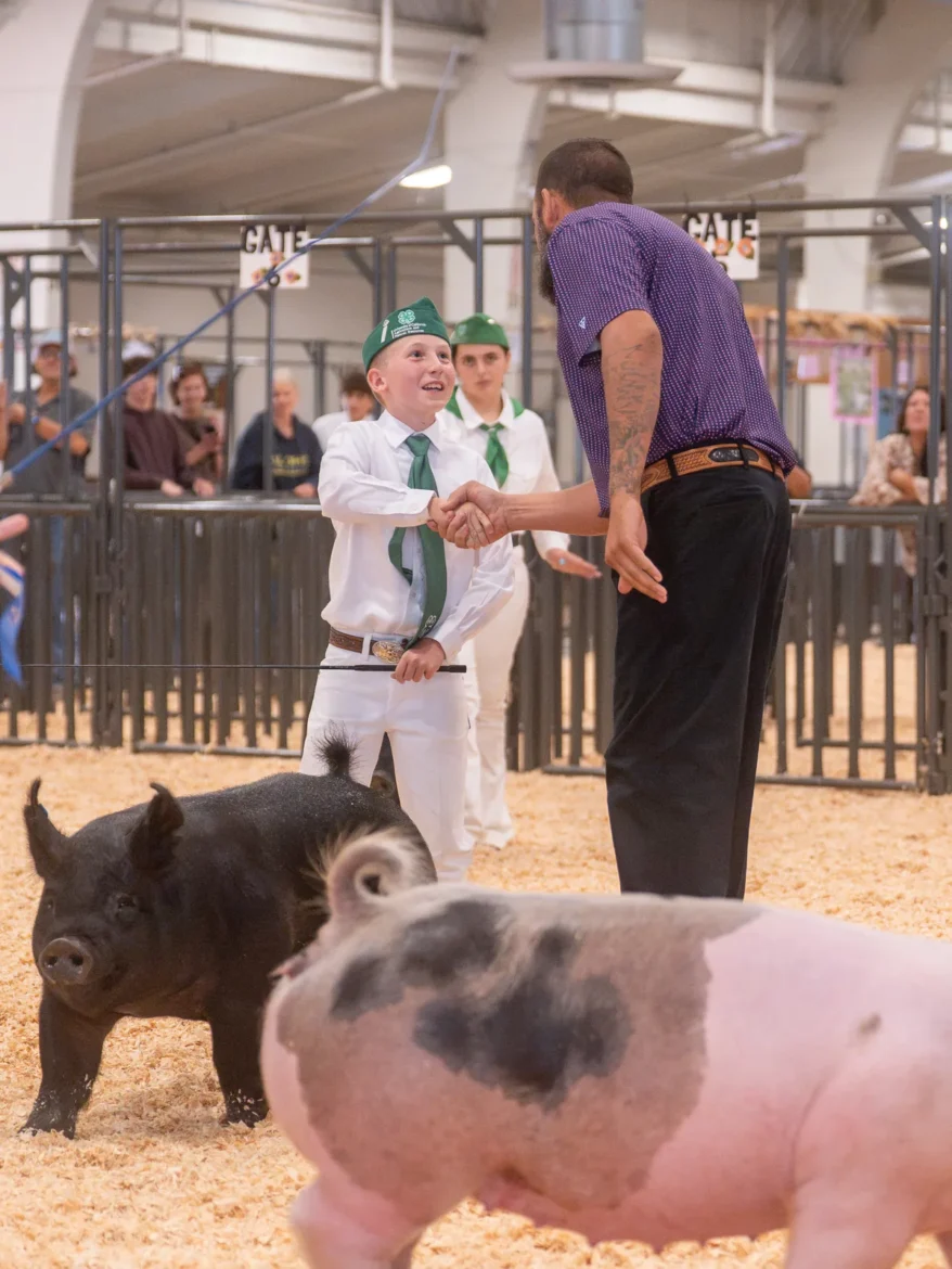 A young 4-H exhibitor shakes the judge's hand as two hogs pass in front.