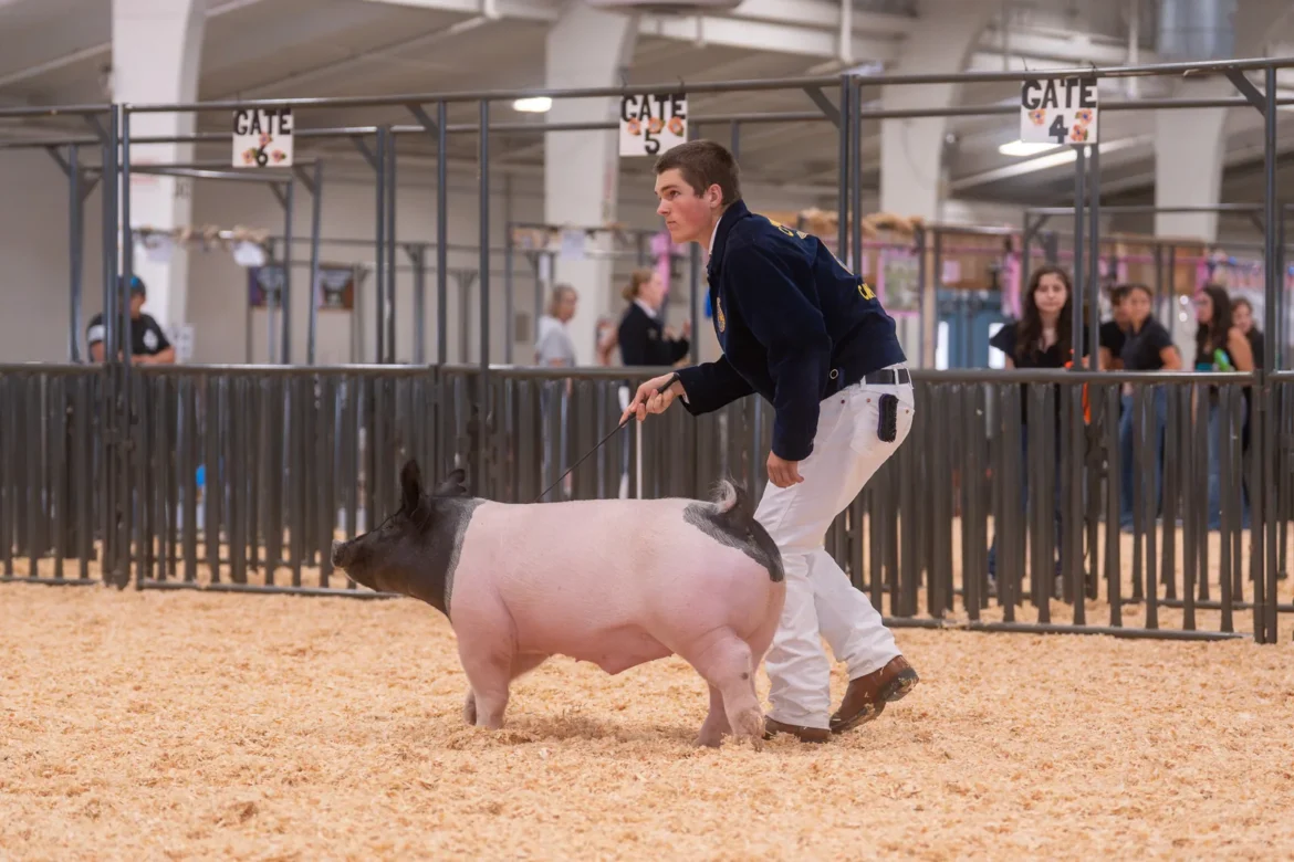 An FFA exhibitor in a blue corduroy jacket drives a white market hog.