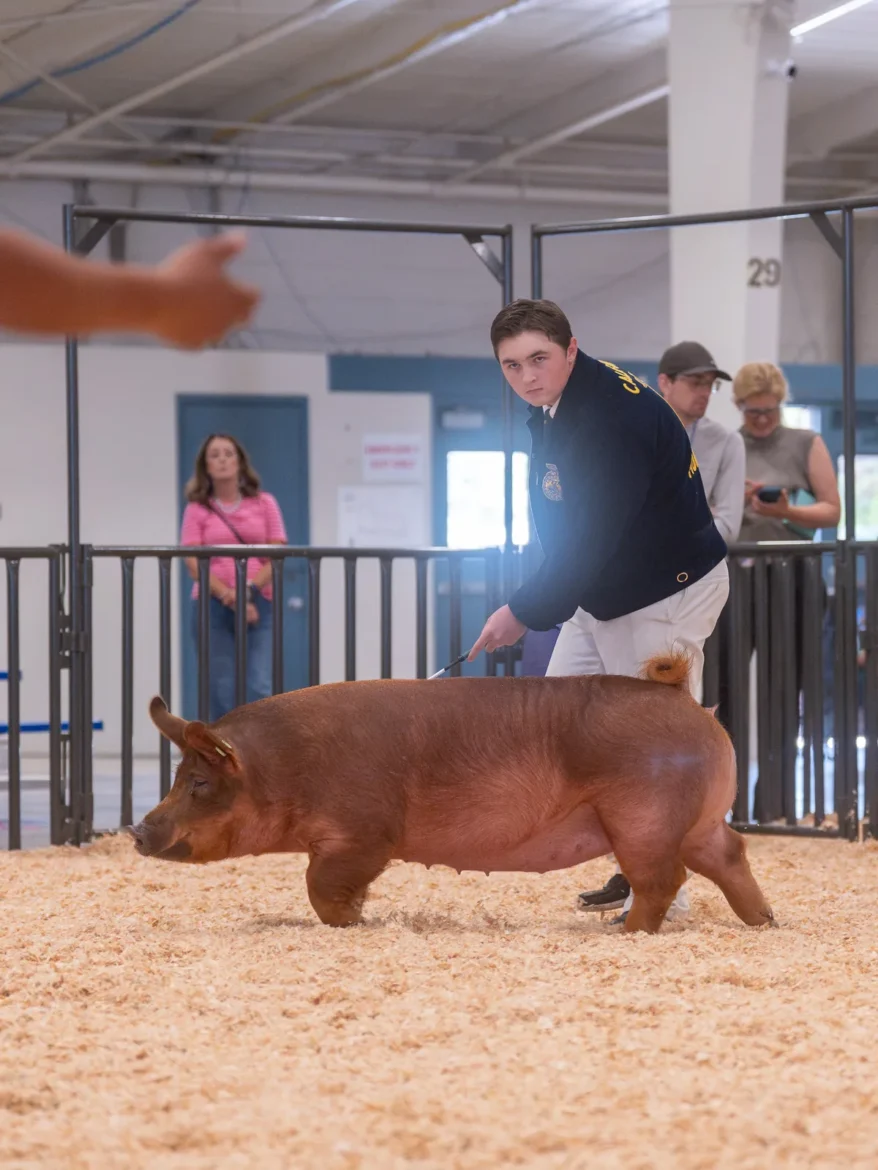 An FFA exhibitor moves a red Duroc hog along the rail.