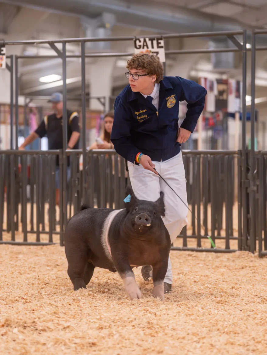 An FFA exhibitor sets up a belted hog for the judge.
