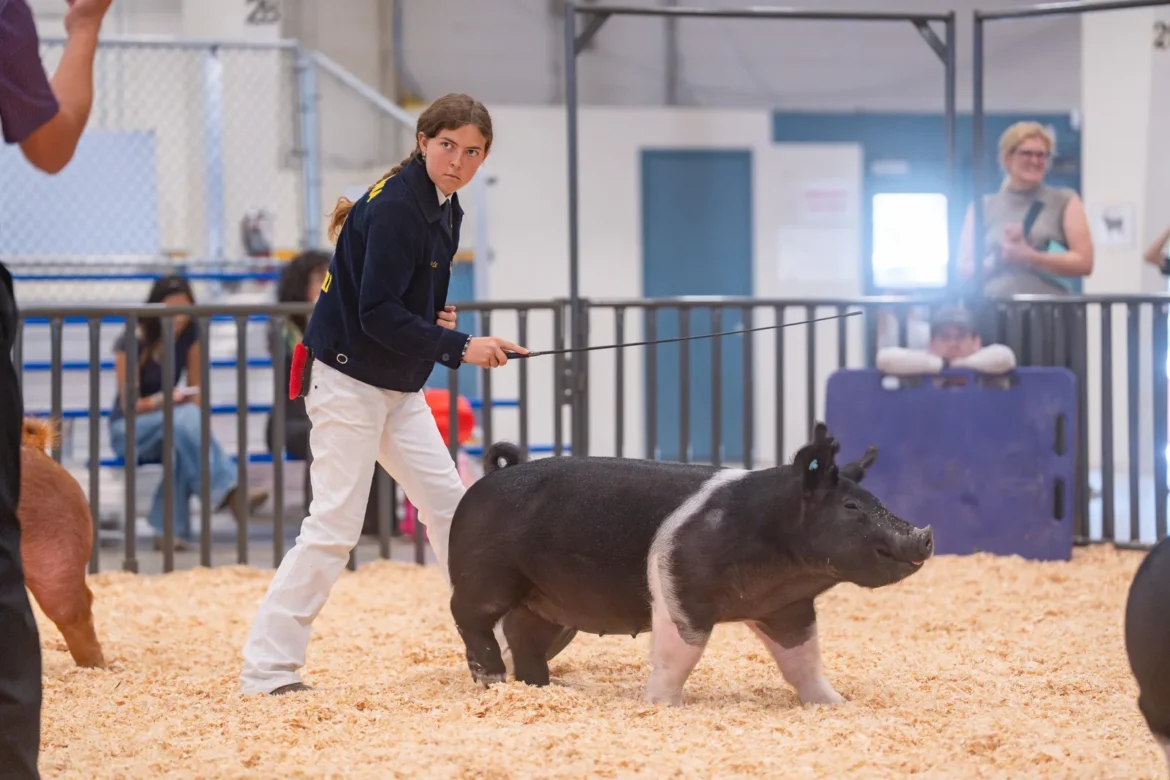 An FFA exhibitor drives a black market hog across the ring.