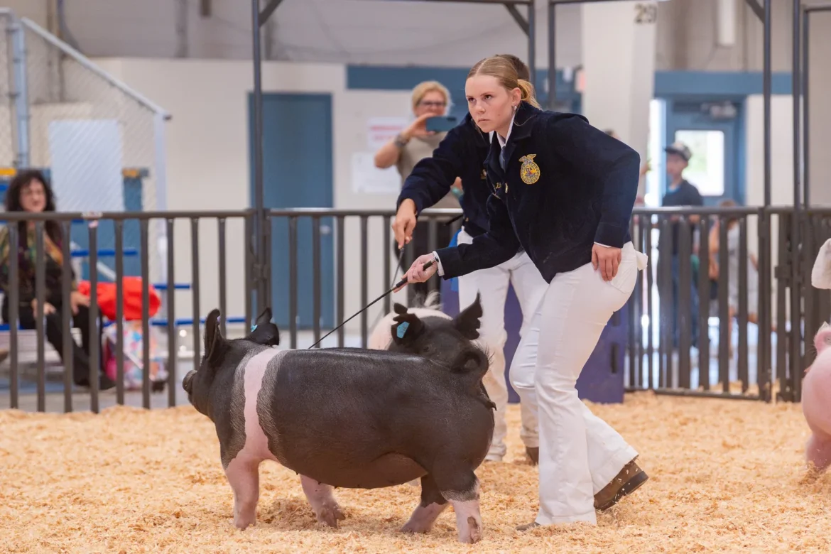 An FFA exhibitor guides a belted hog toward the judge.