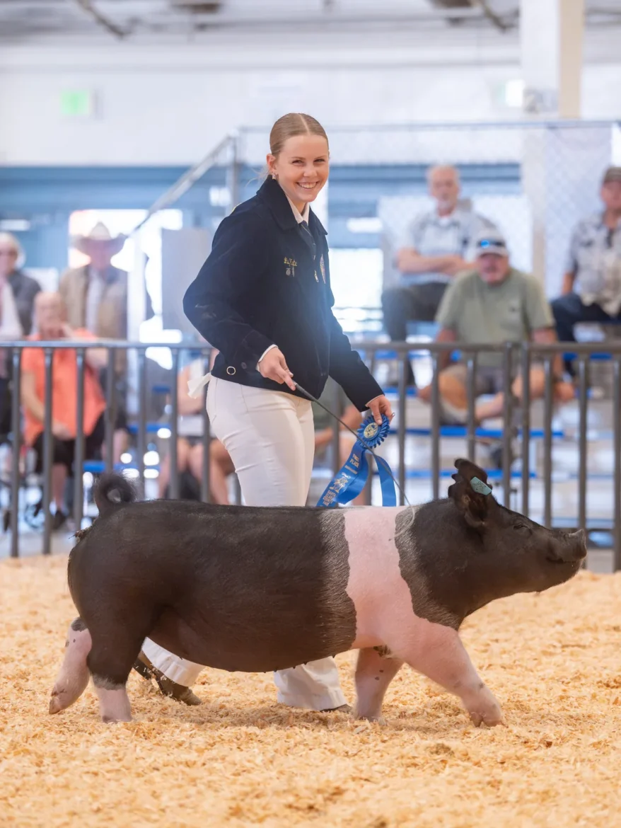 An FFA exhibitor walks a belted hog with a blue ribbon in hand.