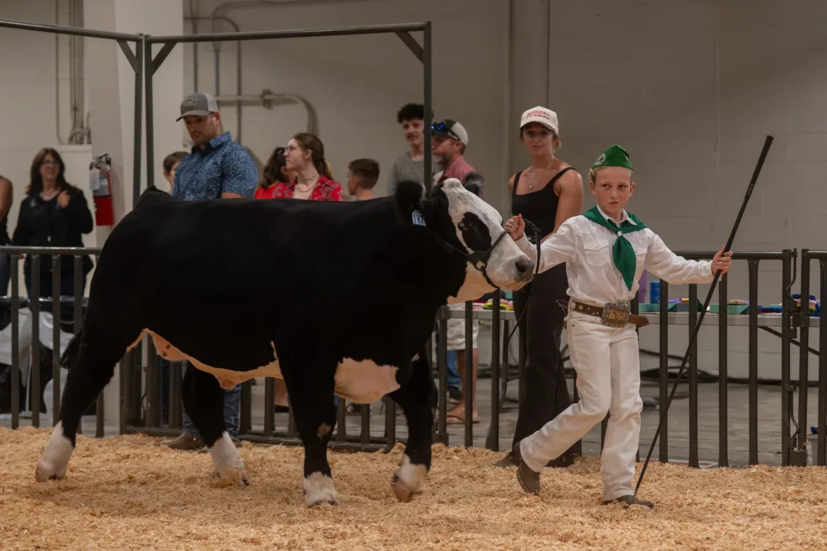 A 4-H exhibitor leads a black steer into the beef ring.
