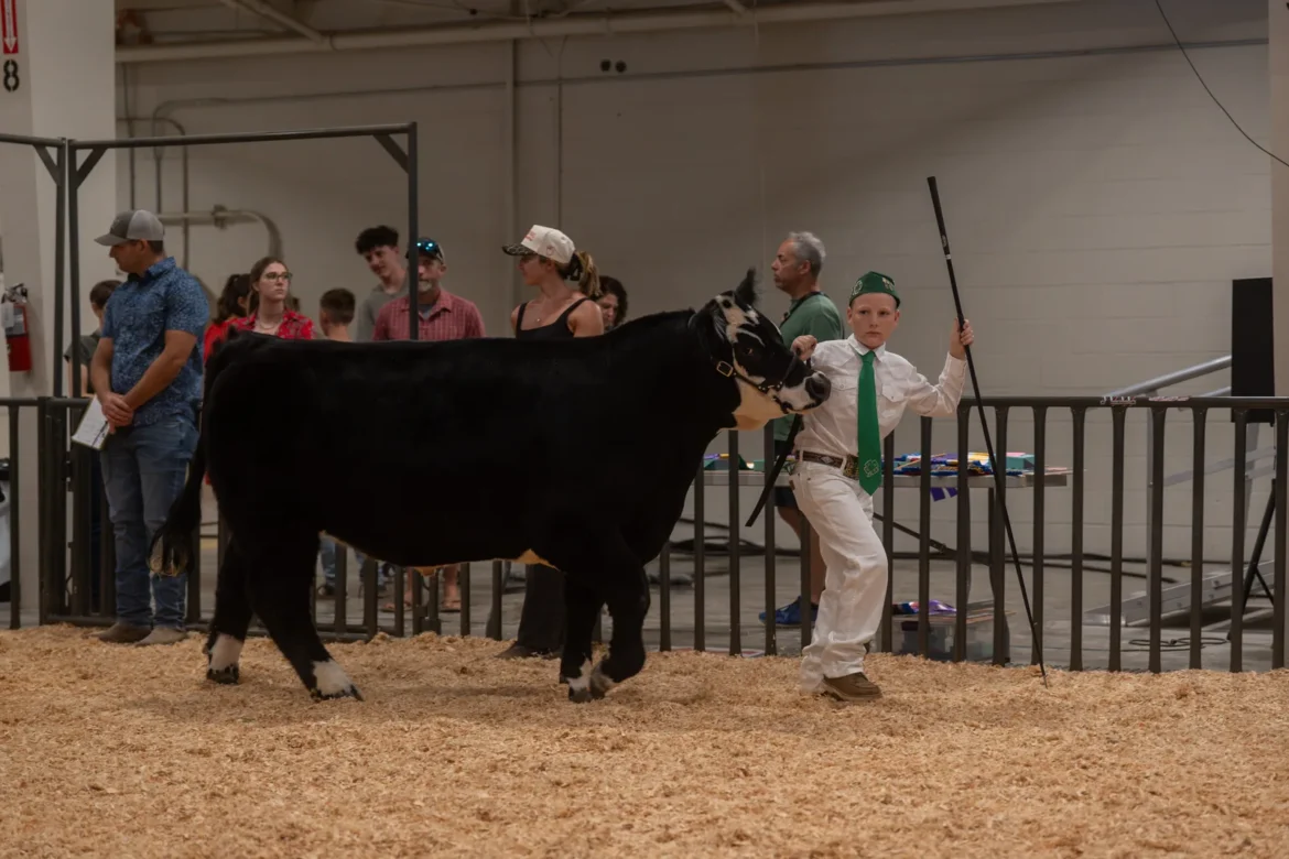 A 4-H exhibitor sets up a black steer in front of the judge.