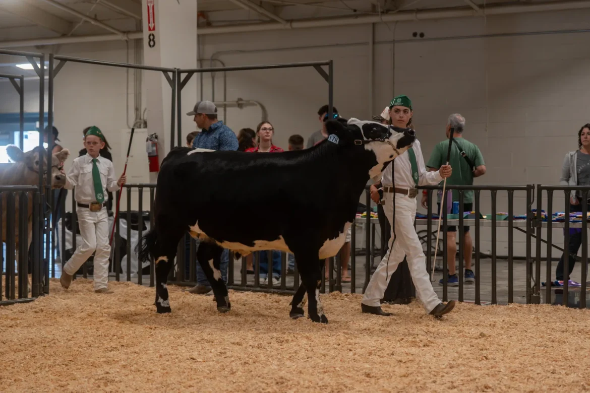 Two 4-H exhibitors move their steers along the rail.