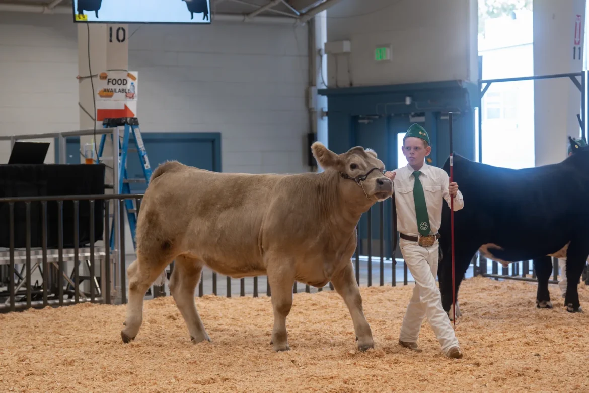 A 4-H exhibitor walks a light tan steer across the ring.