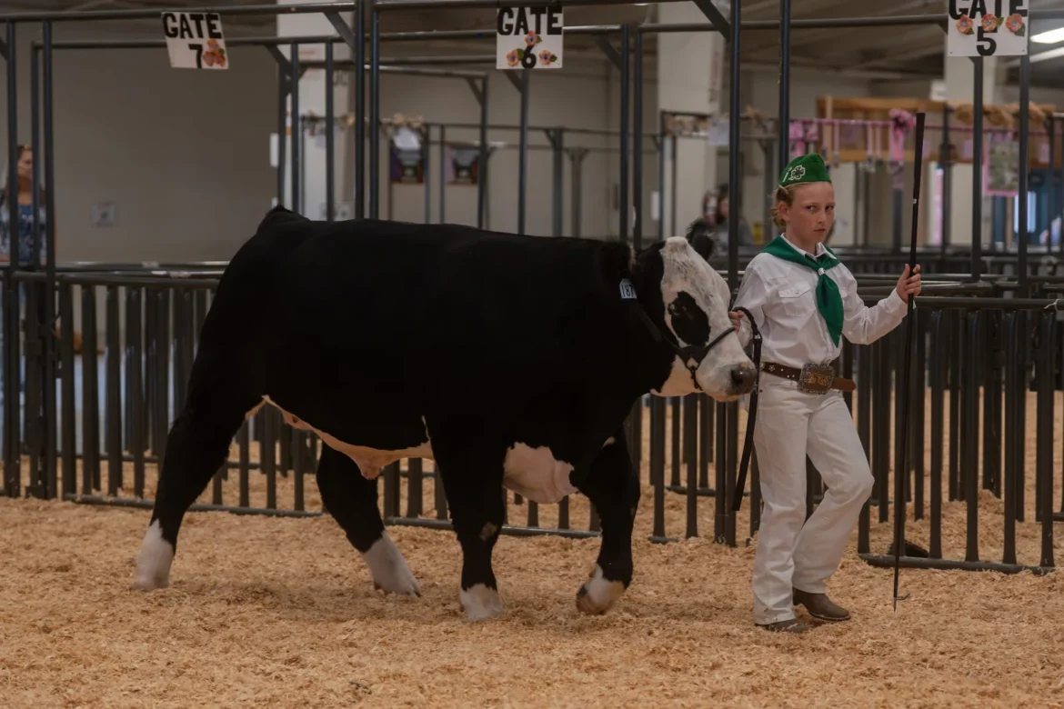 A 4-H exhibitor holds a black steer's head up for the judge.