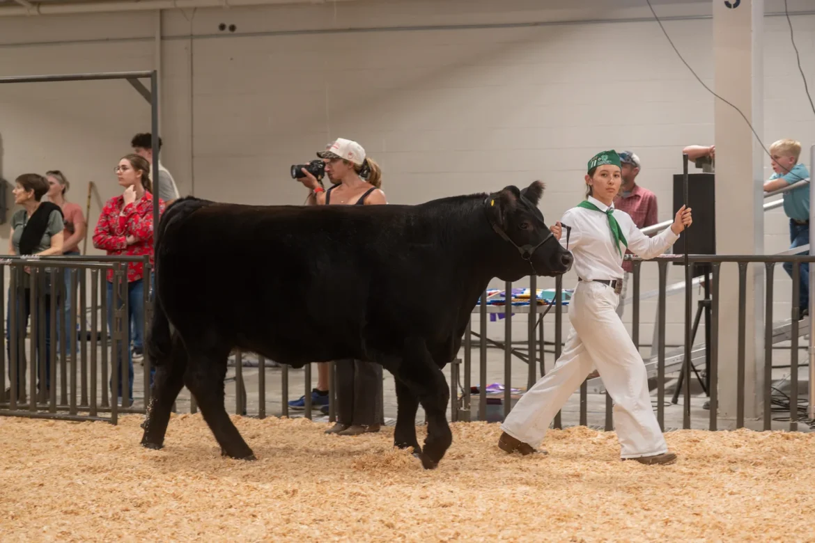 A 4-H exhibitor walks a black steer past the spectators.