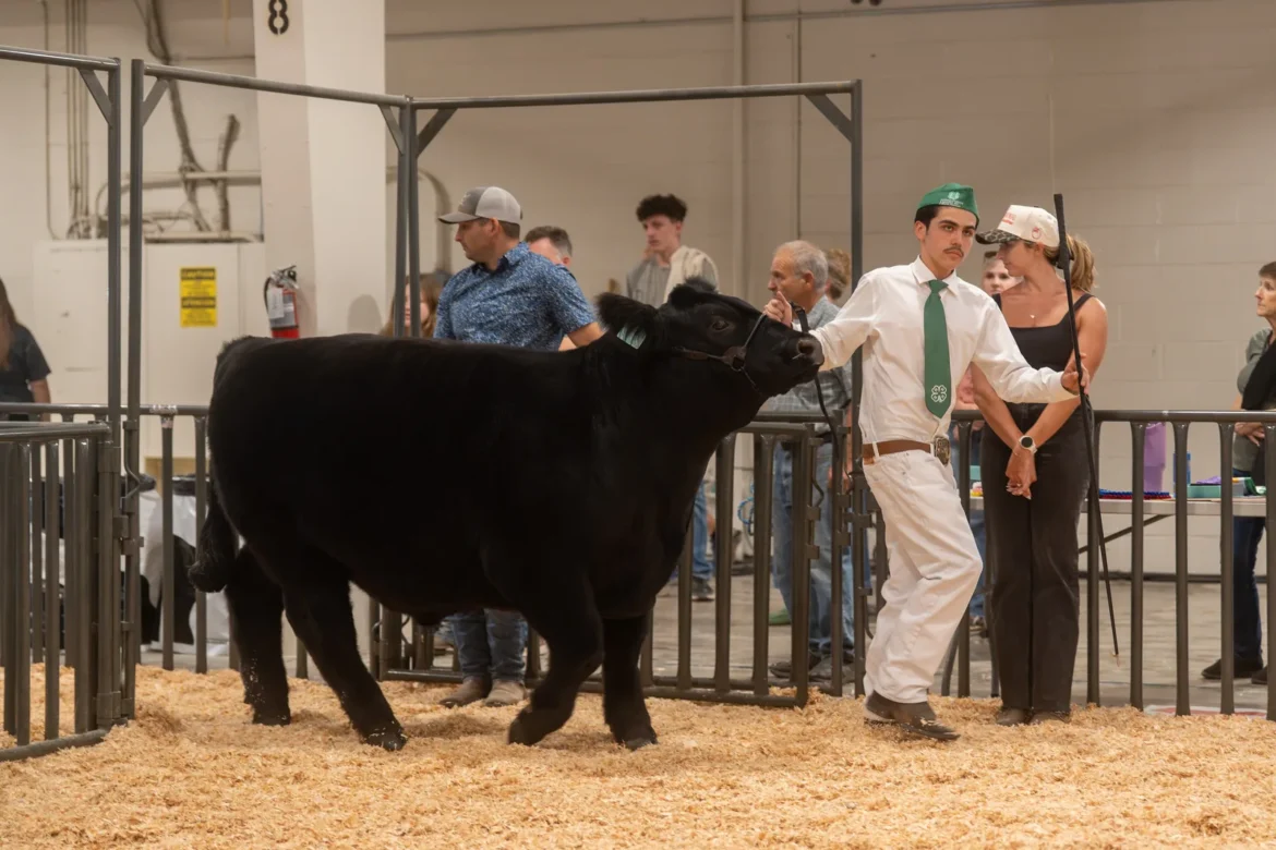 A 4-H exhibitor sets up a black steer beside the gate.