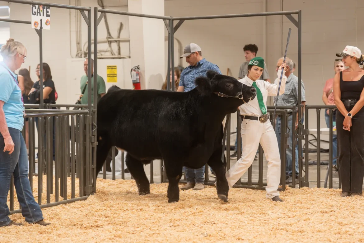 A 4-H exhibitor lifts a show stick to square up a black steer.