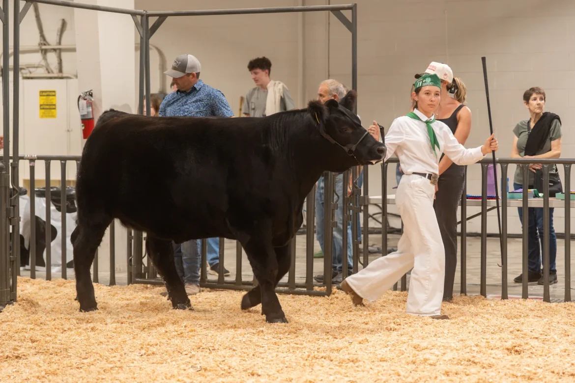 A 4-H exhibitor leads a black steer out of the ring.