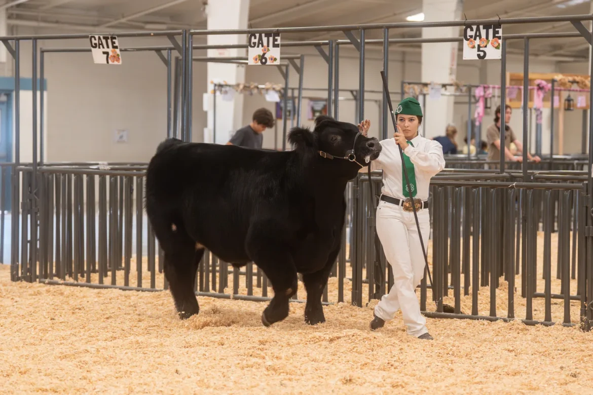 A 4-H exhibitor guides a black steer between the pens.
