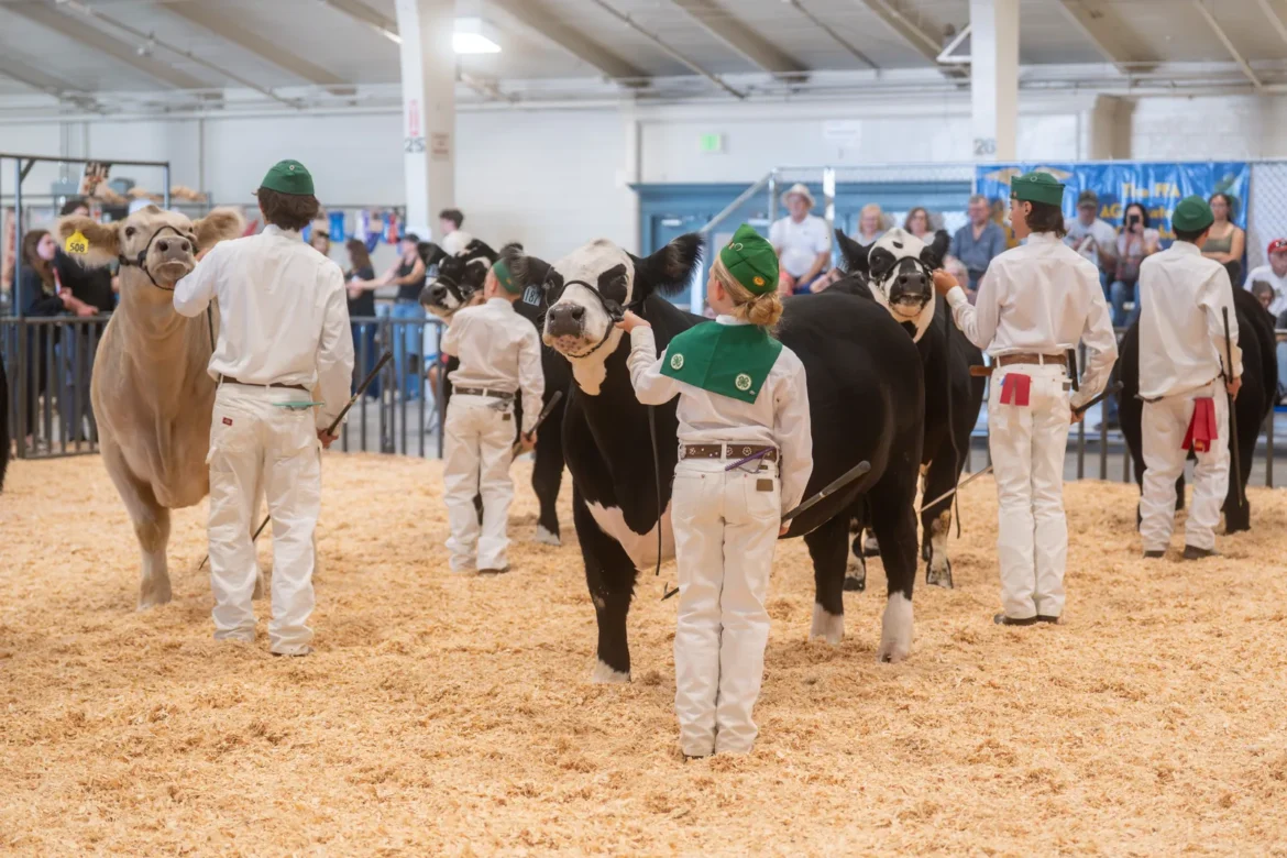 A line of 4-H exhibitors walks their steers around the ring.