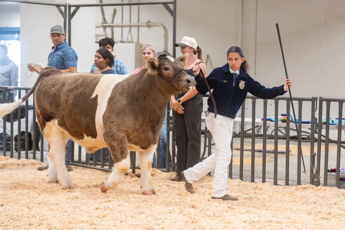 An FFA exhibitor shows a roan steer in the beef ring.