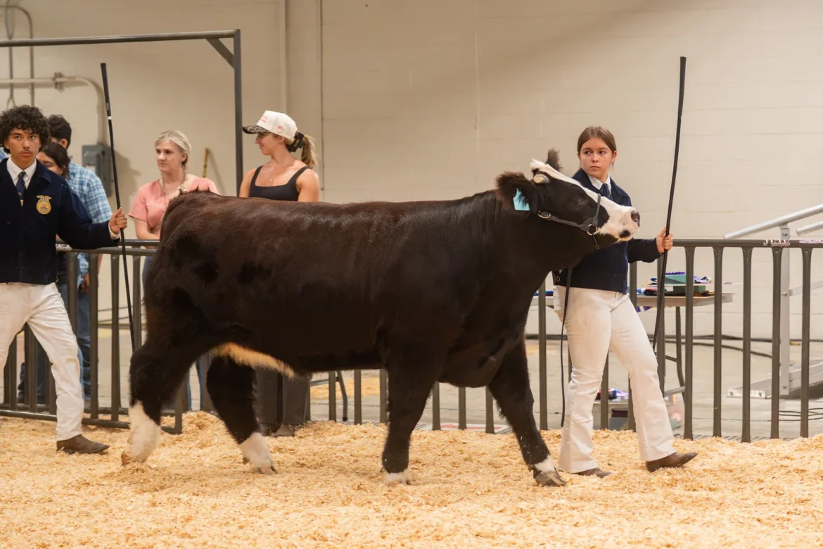 An FFA exhibitor walks a dark red steer past the rail.