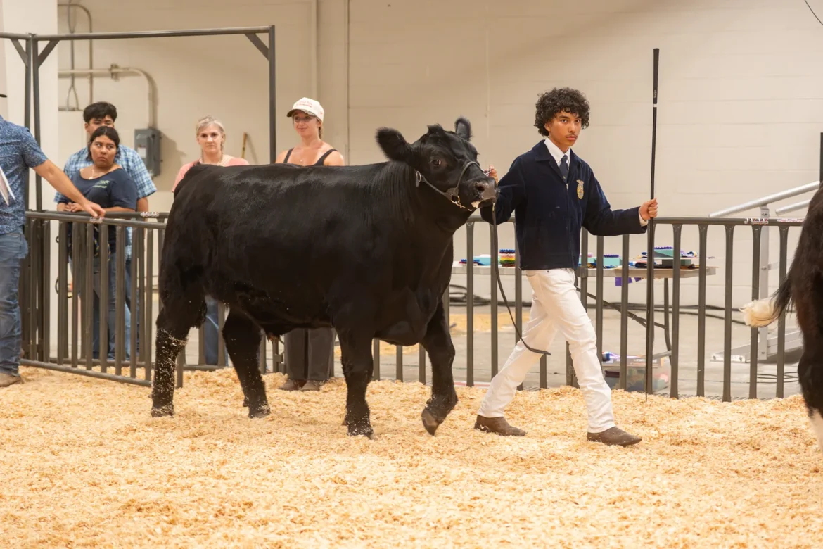 An FFA exhibitor sets up a black steer for the judge.