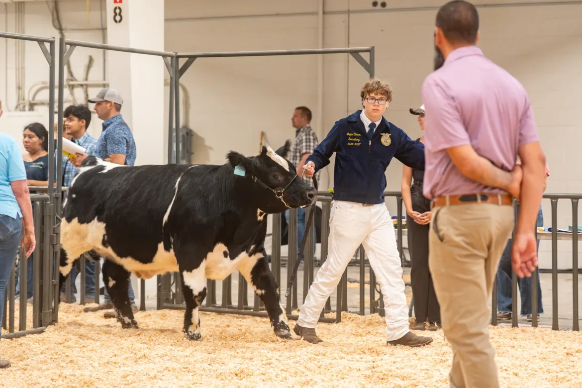 An FFA exhibitor shows a black and white steer to the judge.