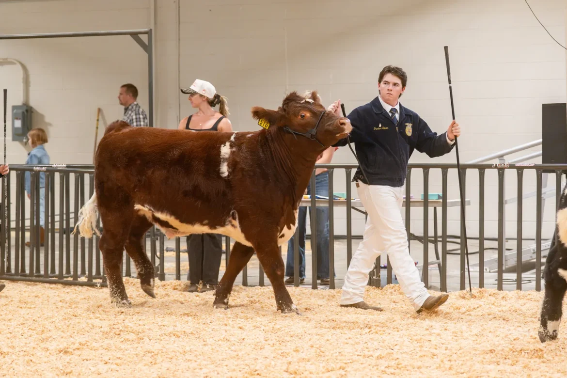 An FFA exhibitor leads a red and white steer around the ring.