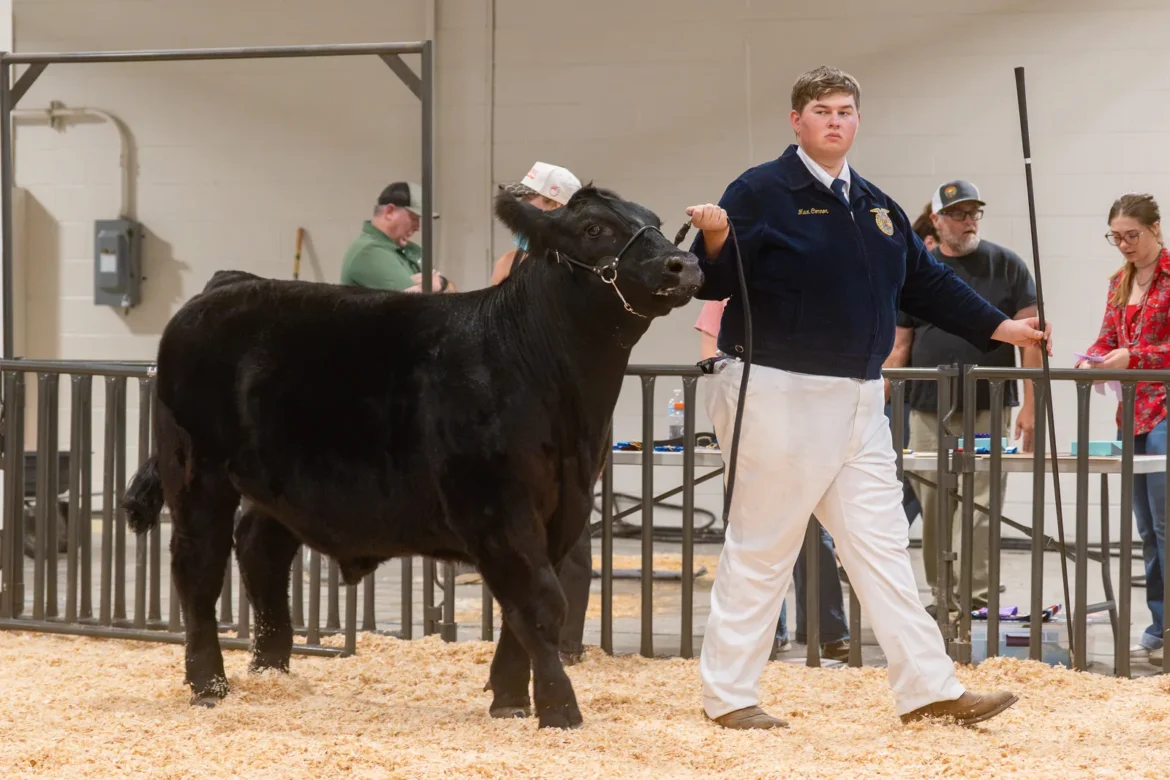 An FFA exhibitor squares up a black steer in the ring.