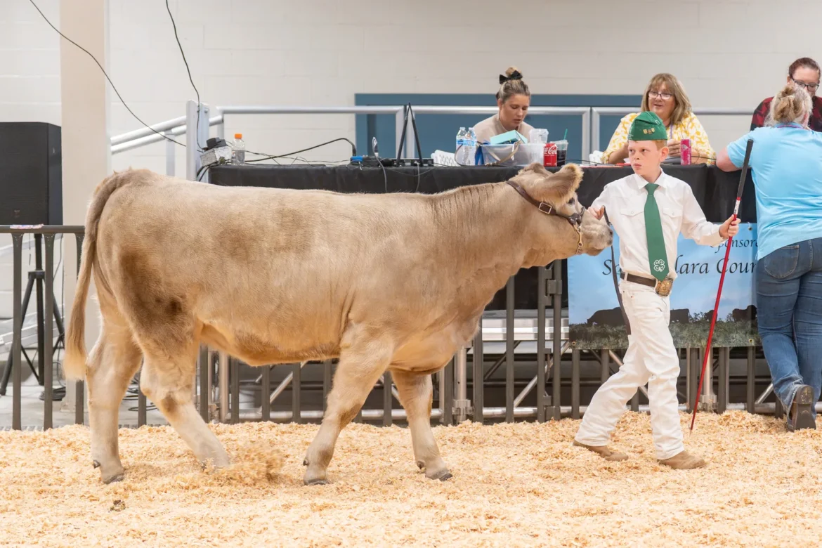 A 4-H exhibitor walks a cream colored steer past the judges' table.